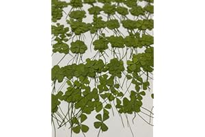 UOKWIWI 24 pcs Mini Four Leaf Clover Real Natural Dried Pressed Flowers for Resin Scrapbooking DIY Candle Decoration Jewelry Crafts