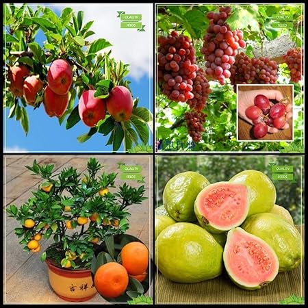 Creative Farmer Plant Lovers Combo Fruit Bonsai Suitable : Apple, Grape, Orange, Giant Guava Fruit Bonsai Fruit Seeds