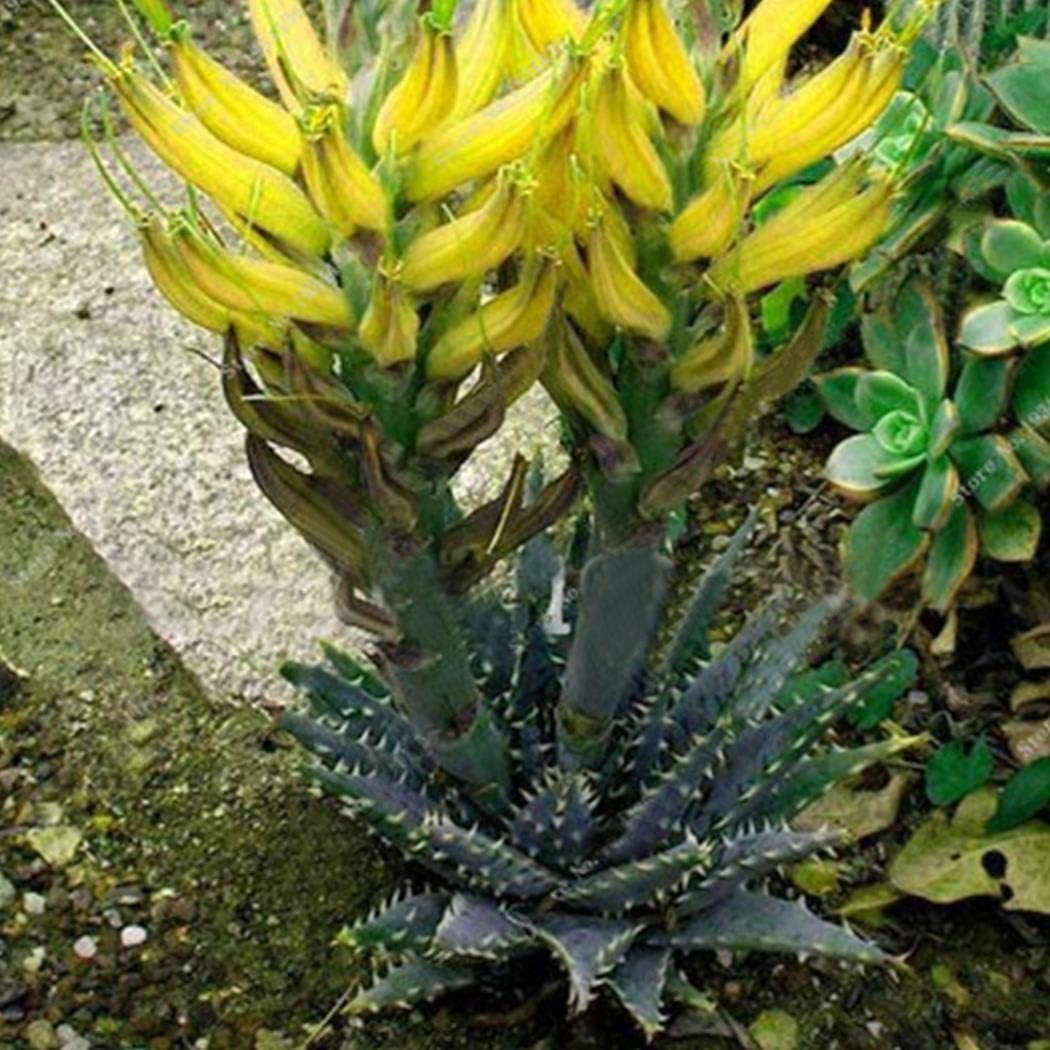 Masoke Seeds -"Lily of The Desert" Colored 100 Grain Real Aloe Vera (Aloe barbadensis) Seed First aid Plant, Miraculously Healing Powers