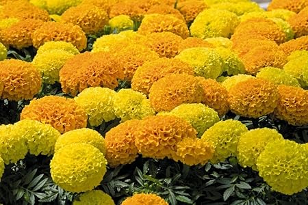 Planthub African Marigold Flower Seed, Dwarf Mixed Multicolour, Pack of 100 Seeds.