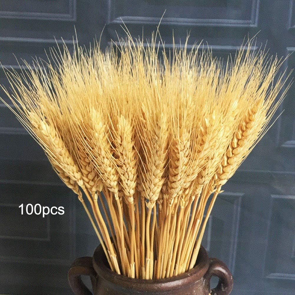 Beher Golden Dried Natural Wheat Sheave 100Pcs, Bundle Premium Fall Arrangements Craft for DIY Design Home Kitchen Table Wedding Centerpieces Decorative