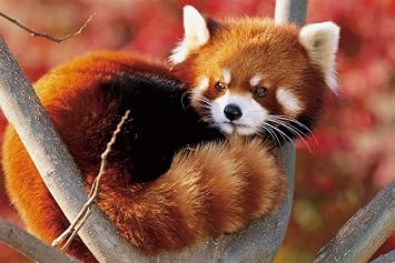 Amazon.com: Thouet Home Decor 5d Diamond Painting A baby red Panda Art