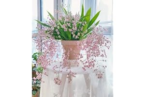 Oncidium Orchid Indoor Flower Seeds - 30/50/100 PCS | Aromatic Houseplant Seeds | Easy-Grow Scented Blooms for Home & Office 