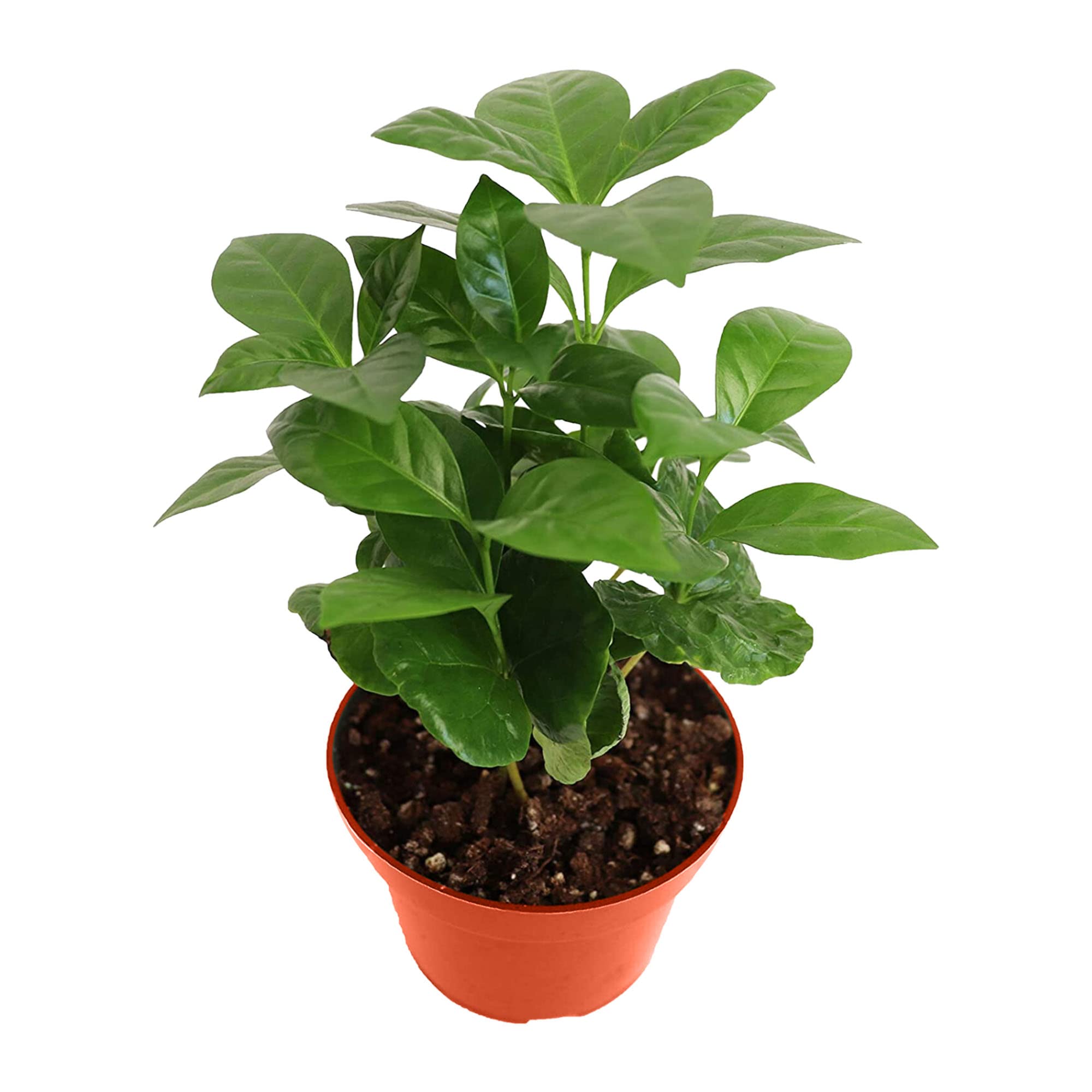California Tropicals Arabica Coffee Plant