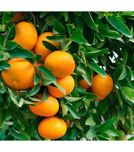satsuma Amazon.com : Satsuma Mandarin Fruit Tree Plant, 2 to 3 Ft