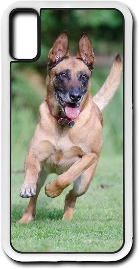 white malinois