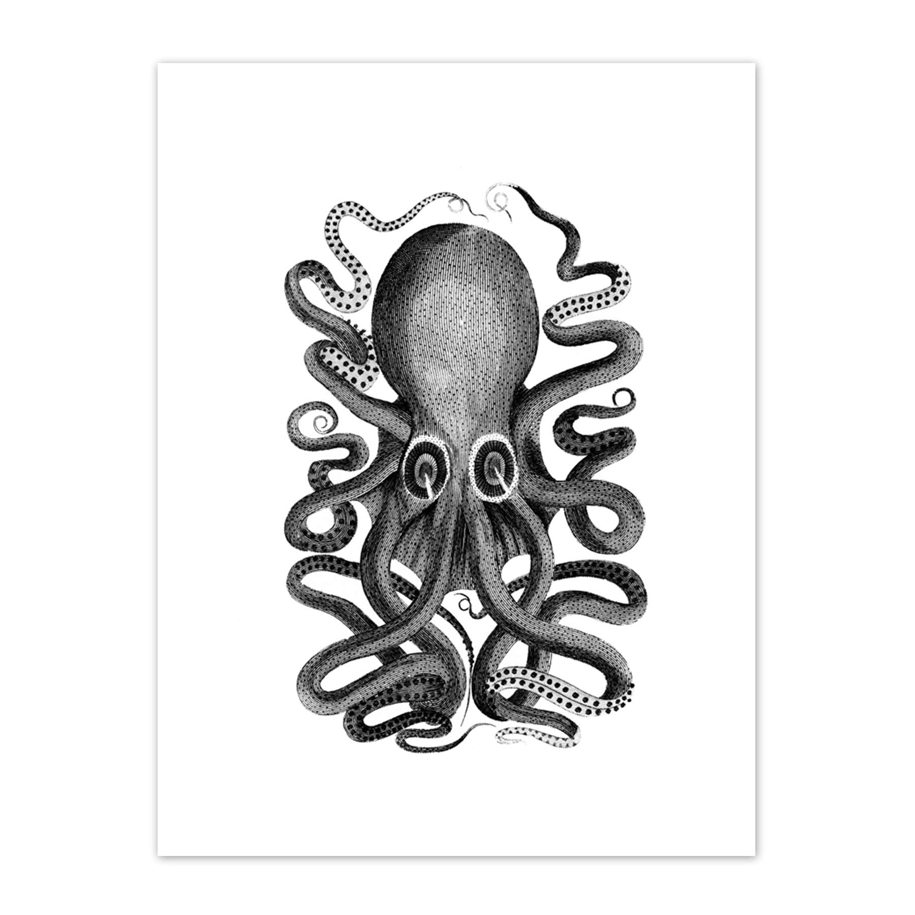 Wee Blue Coo Octopus Vintage Illustration Art Print Canvas Premium Wall Decor Poster
