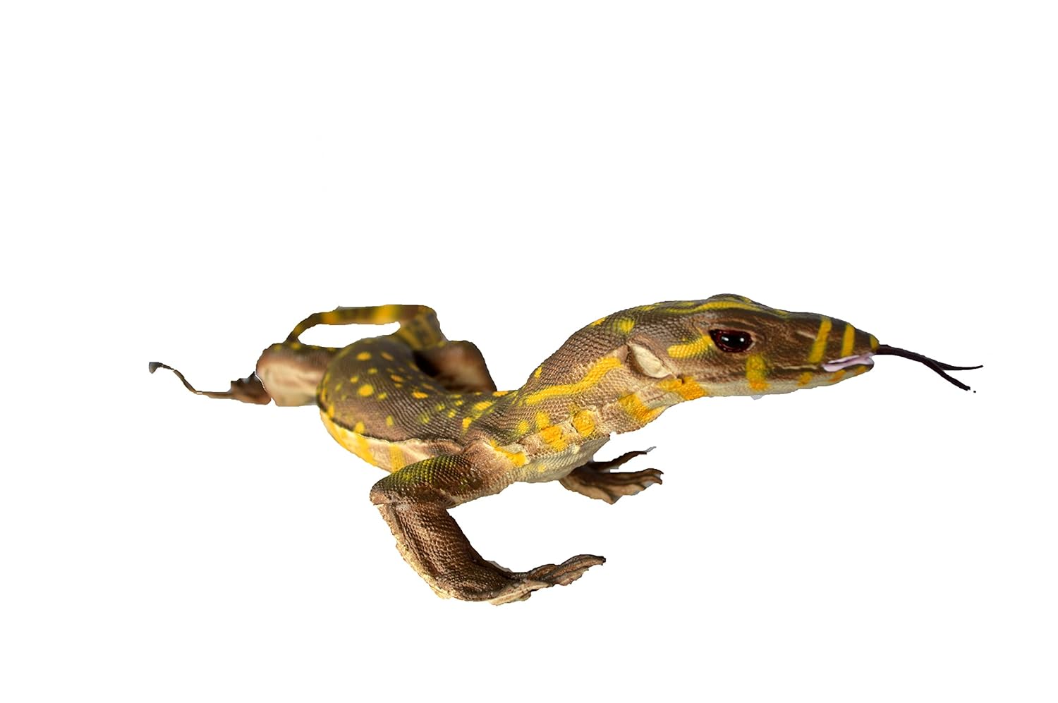 Buy Phil Seltzer Baby Monitor Lizard Varanidae Multicolour Online At Low Prices In India Amazon In