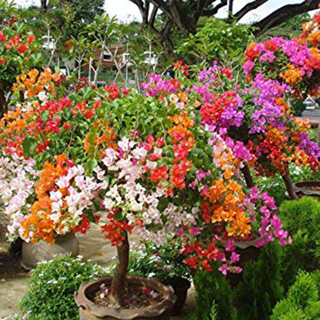 Ankidz Bougainvillea Flower Seeds Bonsai Tree Seeds Home Garden Planting Flowers