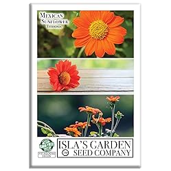Mexican Sunflower Seeds