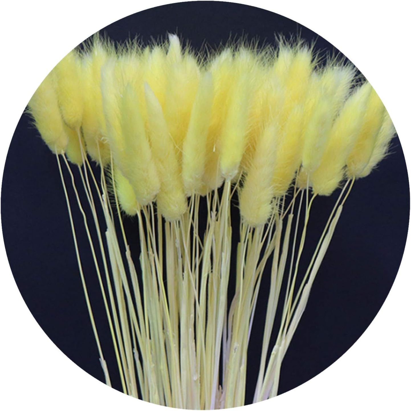 Crafts 30Pcs/lot Natural Dried Flower Colorful Bouquet for Home Rabbit Tail Grass. Dried Flowers