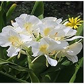 Hawaiian WHITE (Awapuhi Ke`oke`o) Ginger Plant Root (Rhizome)---When purchasing Hawaiian ginger plant roots, insist on rootings from a certified pest-free nursery. Comes with the proper Department of Agriculture stamp.