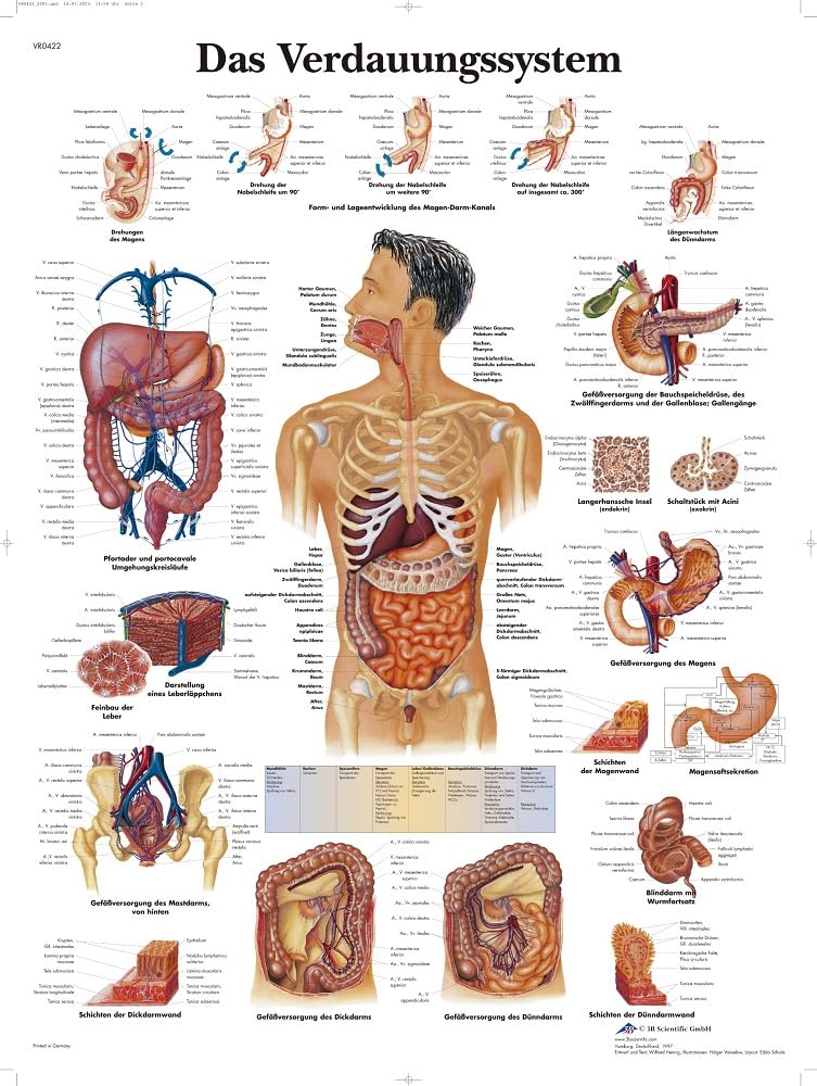 3B Scientific – Laminated Human Gastrointestinal System Chart – UV & Dust-Protected Anatomy Poster for Study, Teaching & Clinics