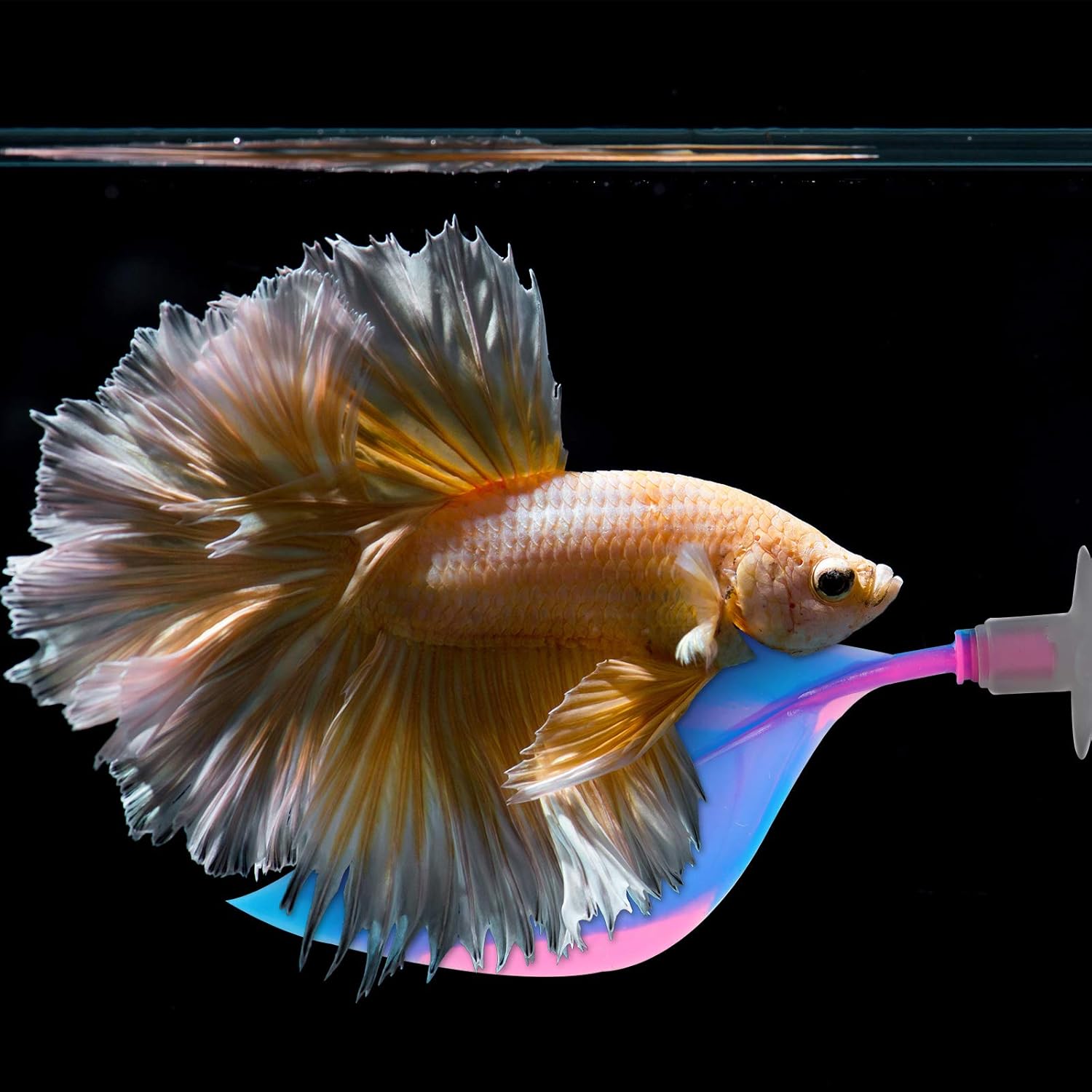 betta fish resting leaf