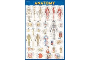 Anatomy Poster (24 x 36) - Paper: a QuickStudy Reference