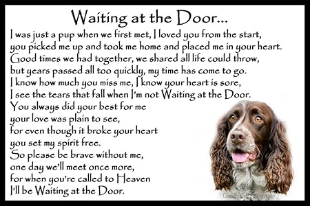 Ni se te ocurra del animal doméstico del perro del Terrier de ...