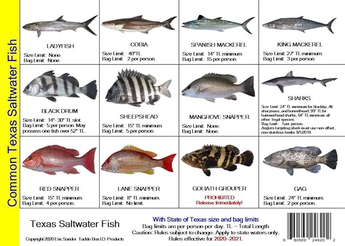Amazon Com Texas Saltwater Fish Identification Card Set Three Waterproof Cards Showing 60 Common Fish And 17 Sharks In True To Life Photographs With Current 2020 2021 Tpwd Rules And Additional Information Sports Outdoors