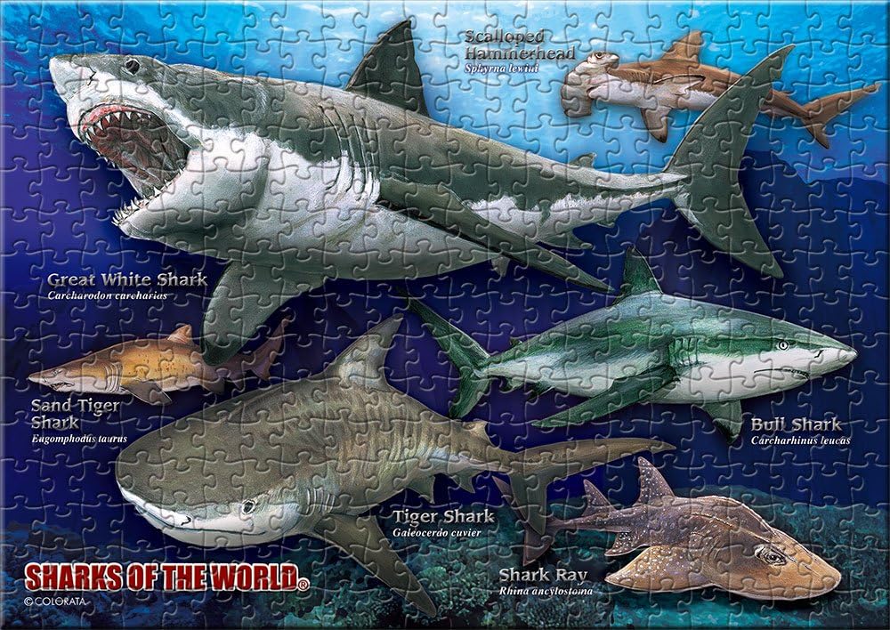 Amazon サメの仲間6種 B５サイズ ３３０ピース ミュージアム ジグソーパズル ジグソーパズル おもちゃ