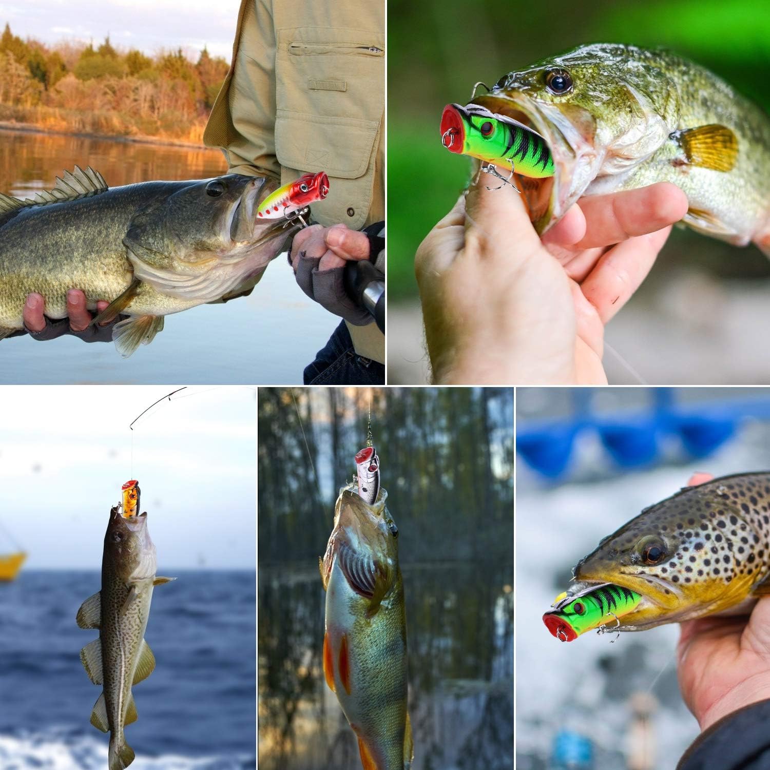 10PCS Topwater Fishing Lures Bass, SundayPro Poppers Fishing Lure Baits, Fishing Crankbait Lures, 3D Eyes Lifelike Swimbaits for Freshwater Saltwater Perch Trout (5PCS Popper +5PCS Crankbaits) : Sports & Outdoors