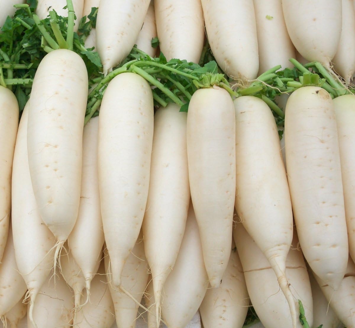 White radish Leda - seeds