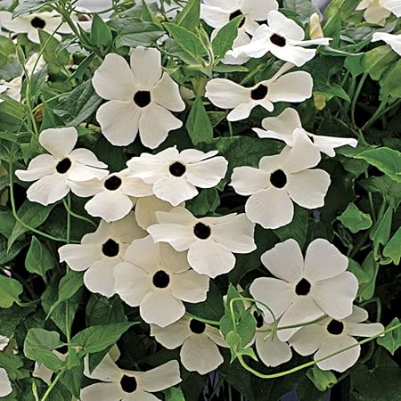 Amazon.com : White Black Eyed Susan Vine 40 Seeds, 950 mg ... Amazon.com : White Black Eyed Susan Vine 40 Seeds, 950 mg ...