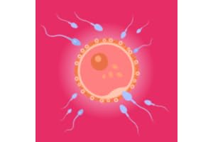 Ovulation Calculator & Tracker