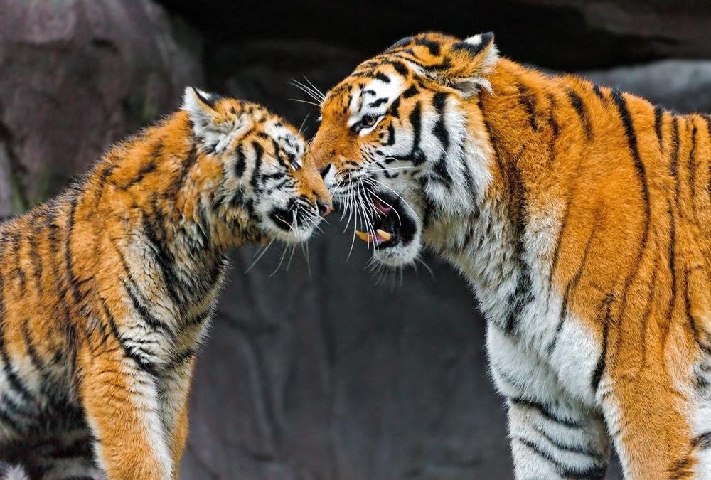 FHYGJD Tiger Mother and Cub Art Print Canvas Poster,Home Wall Decor(16x24 inch)