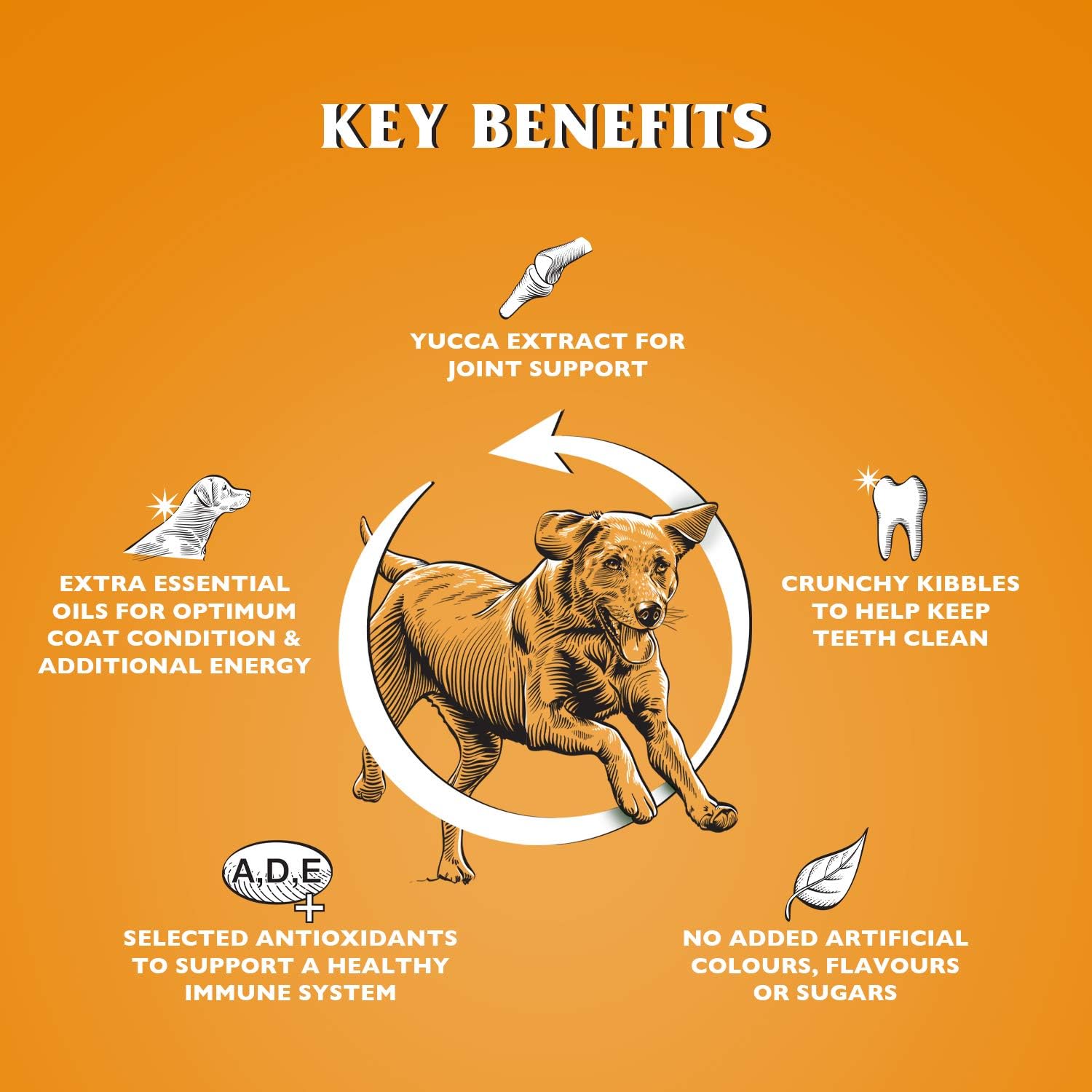 dr john gold dog food