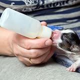 GingerUPer Puppy Kitten Feeding Bottle Set with Nipples and Syringes 50ml view 5