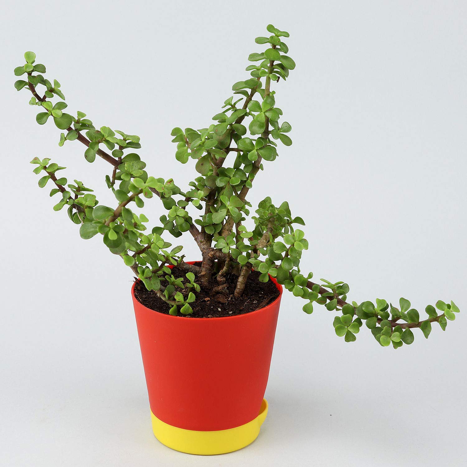 Jade plant outdoors Idea