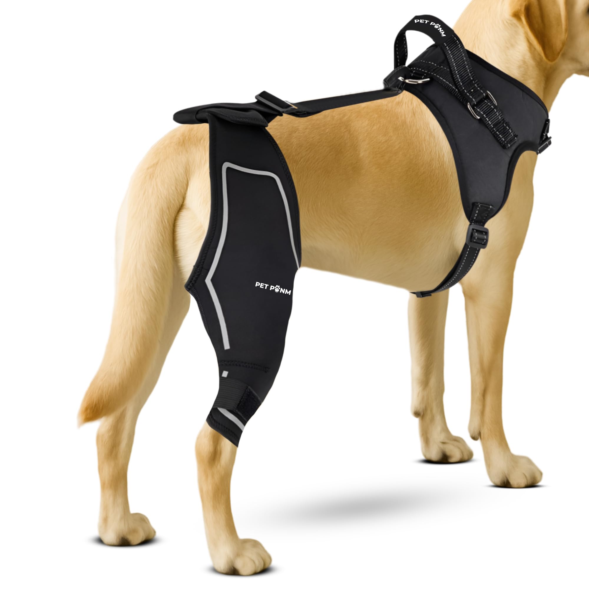 Photo 1 of Petpanm- Adjustable Dog Knee Brace- Right Hind Leg with Integreted Harness- Premium Support for Torn ACL, Sprains & Strains Recovery, Enhances Mobility, Comfortable Neoprene. (Medium)