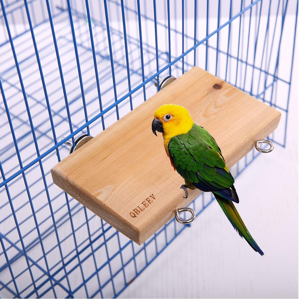 parakeet gym