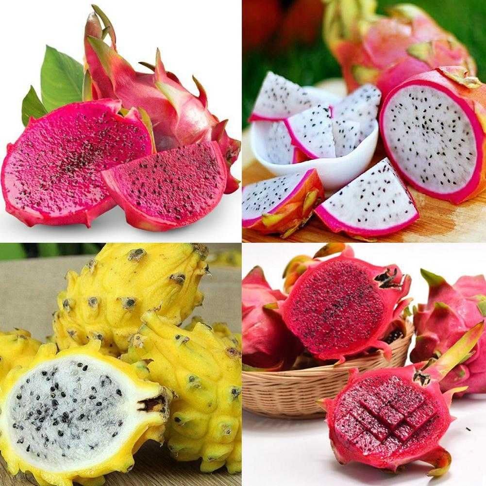 CPioneer 600pcs 4 Kinds Mix Pitaya Dragon Fruit Yellow Seed Fragrant