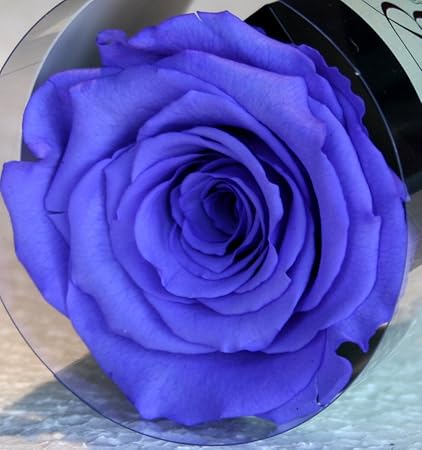 Rose Eternelle Stabilisee Violette Amazon Fr Cuisine Maison Rose Eternelle Stabilisee Violette Amazon Fr Cuisine Maison