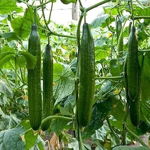 Hanging Organic Cucumber Seeds,30 Seeds, MiniCucumber Snack Vegetable