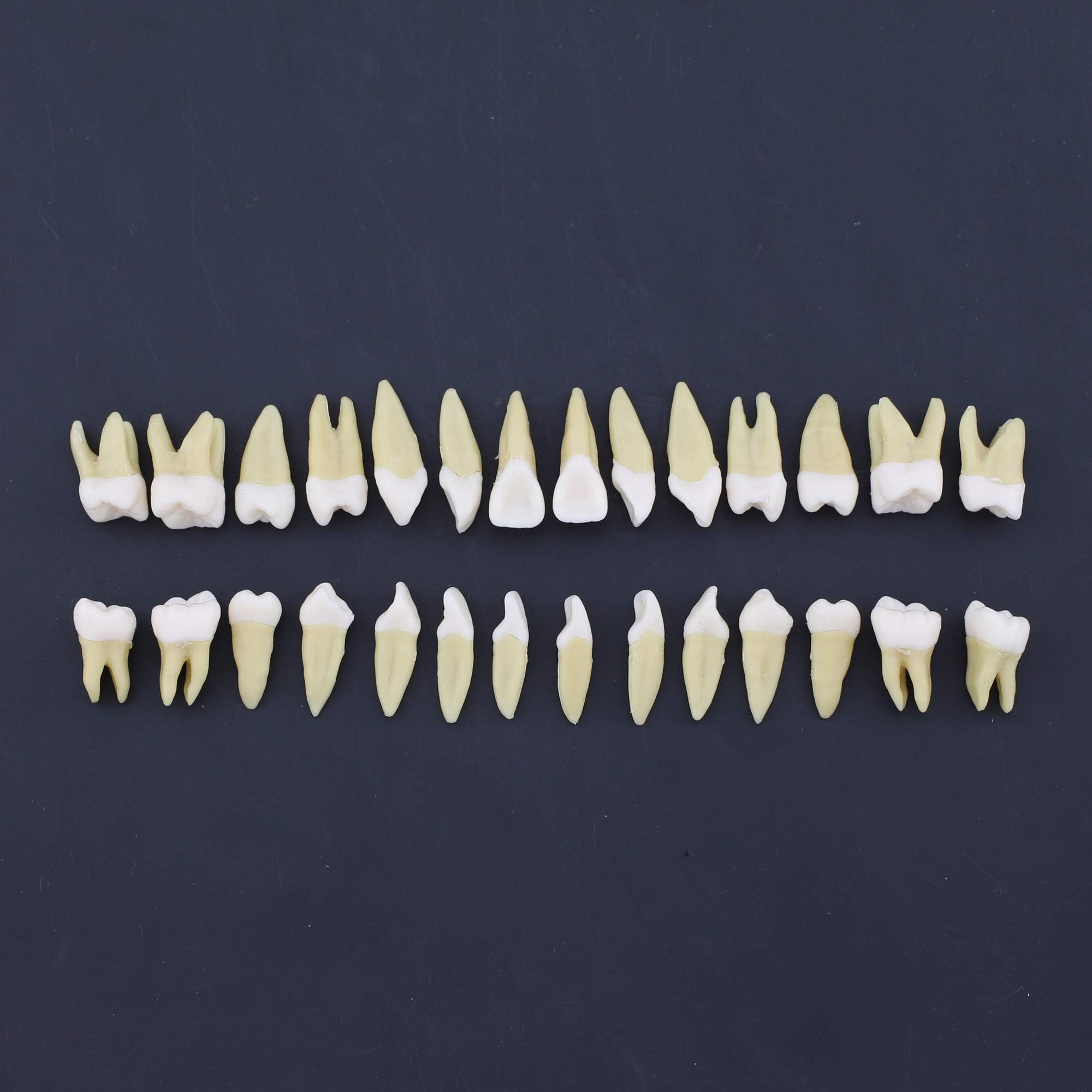 1 Box Dental Model Teeth Model 28 Pcs 1:1 Full Permanent Teeth 7008