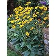 Perennial Farm Marketplace (Black Eyed Susan) Perennial, Size-#1 Container Rudbeckia f. 'Goldsturm', Golden Yellow Flowers