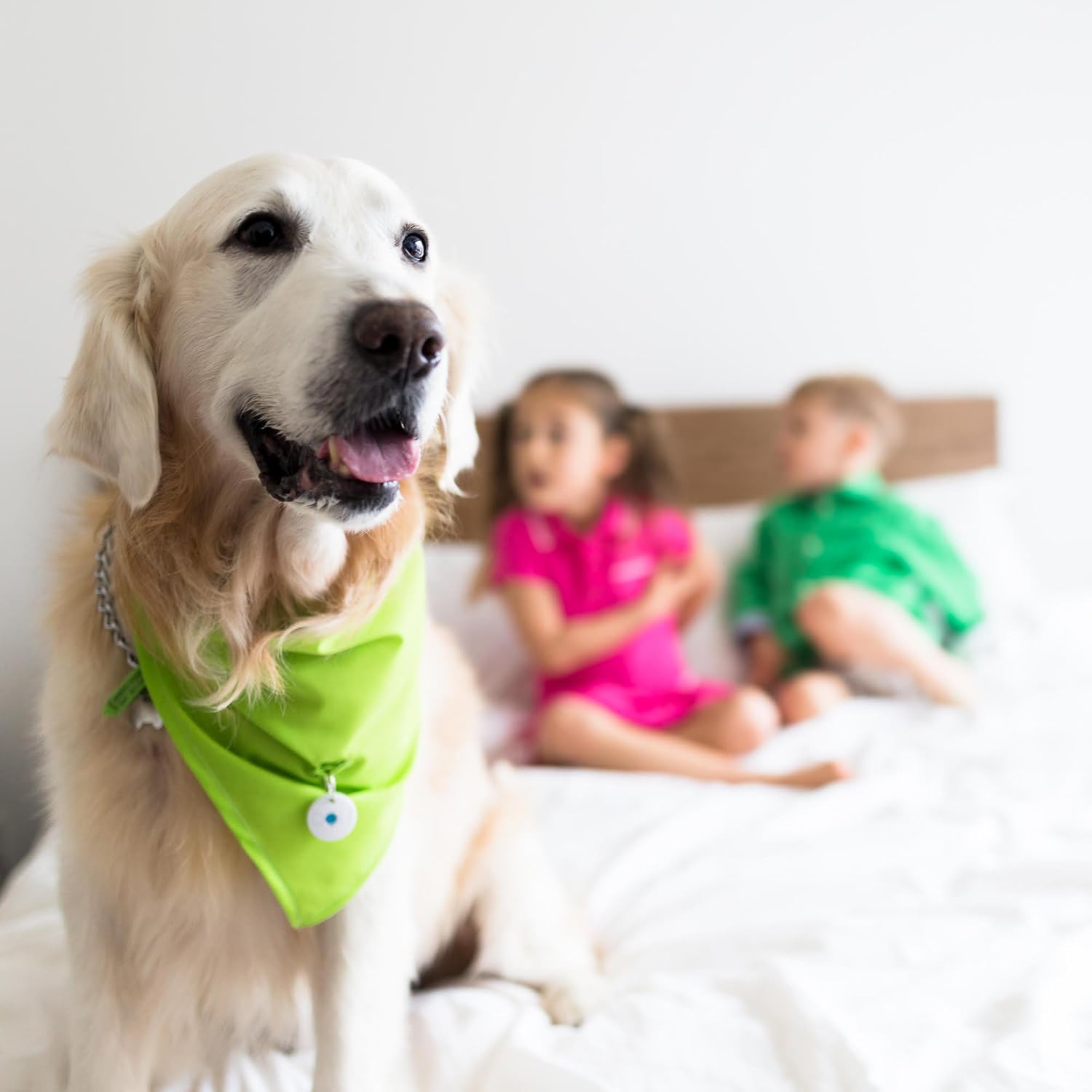 Dott The Smart Dog Tag Bluetooth Location Tracking Lost And Found App Enabled Pet Collar Tag Not A Gps Tracker