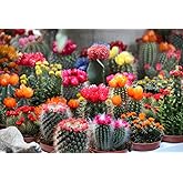 CEMEHA SEEDS Cactus Ornamental Exotic Mix Indoor Succulent for Planting Non-GMO
