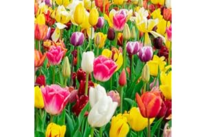 35 Mixed Tulip Bulbs – Assorted for Spring Color – Perfect for Beds, Borders & Containers – Bulk Pack of Flowers for Spring – Easy Fall Planting - Live Garden - Bulb Size 11/12cm - Willard & May