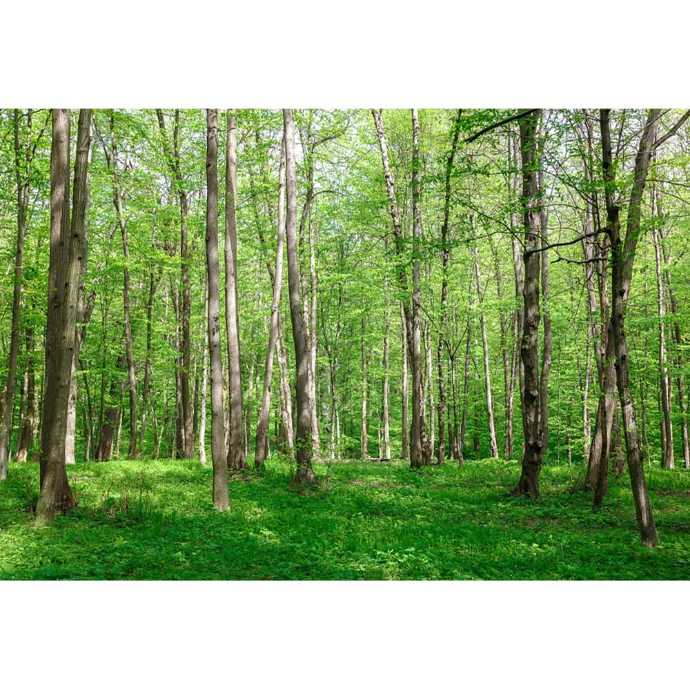 Aoihrraan 2,7x1,8m Forest Scenery Backdrop Green Woods Grassland Nature Landscape Photography Background Summer Holiday Travel Camping Vacation Party Wedding Portrait Wallpaper Photo Studio Props