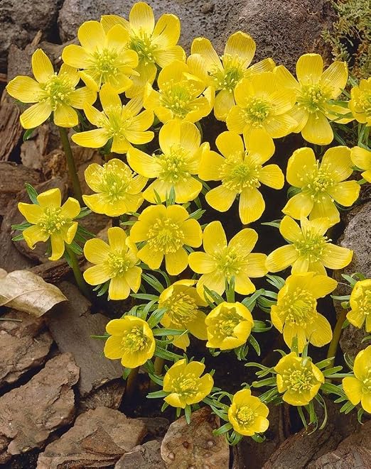 Eranthis cilicica - Winter aconite cilicica - 5 / Eranthis ...