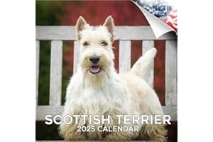 MEGACALENDARS 2024 2025 Scottish Terrier Calendar - Dog Breed Monthly Wall Calendar - 12 x 24 Open - Thick No-Bleed Paper - Giftable - Academic Teacher's Planner Calendar Organizing & Planning - Made in USA