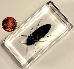 2.9" Real Snapping Jewel Beetle in Crystal Clear