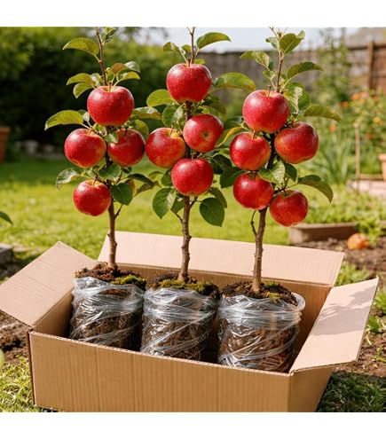 Amazon.com : Melrose Apple Tree, Mid-Season Harvest