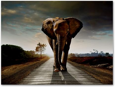 Z&Q Arte Moderno Impresiones en Lienzo enmarcadas Animal de Camino de