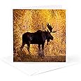 Moose bull in golden willows. - Greeting Card, 6 x 6 inches, single (gc_191442_5)