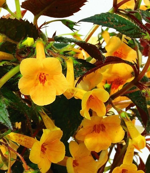 Baldur Garten Schiefteller Achimenes Yellow Beauty 3 Knollen Amazon De Garten