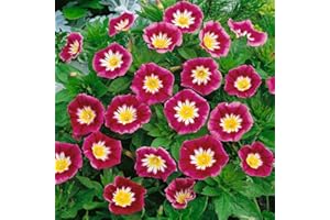 Outsidepride 1000 Seeds Annual Convolvulus Tricolor Minor Morning Glory Ensign Red Climbing Vine Flower Seeds for Plantings