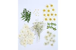 AHTONG 72 PCS Real Dried Pressed Flowers Leaf Plant Herbarium for Resin Mold Craft Jewelry Making (White Daisy)